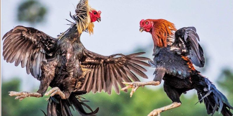 Tổng Hợp Mẹo Chọn Gà Đá Hay Của Các Chuyên Gia 1 meo chon ga da